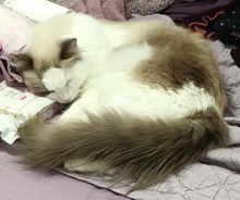 oscar